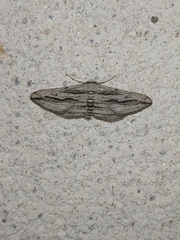 Ecleora solieraria