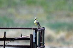 Sturnella magna lilianae