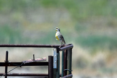 Sturnella magna lilianae