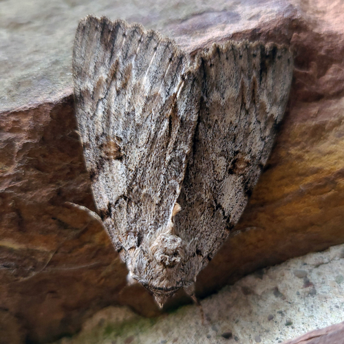 Youthful Underwing photo 5
