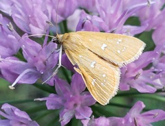 Diastictis