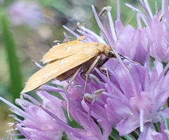 Diastictis