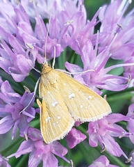 Diastictis