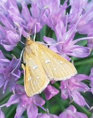 Diastictis