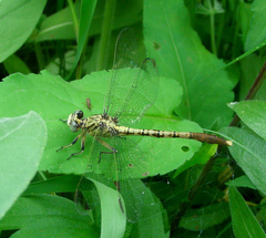 Arigomphus submedianus