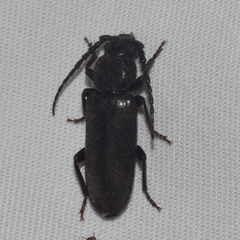 Asemum nitidum