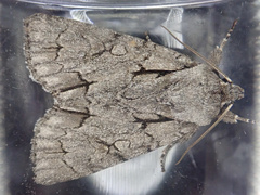 Acronicta psi