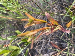 Hypericum cistifolium