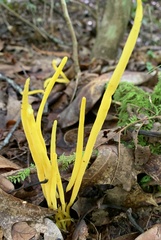 Clavulinopsis amoena