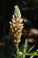 Lupinus pratensis