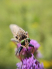 Promachus vertebratus