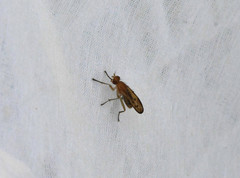Tetanocera plebeja
