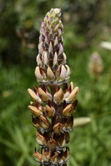 Lupinus pratensis