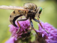 Promachus vertebratus