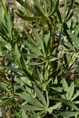 Lupinus pratensis