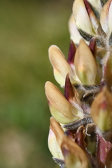 Lupinus pratensis
