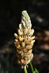 Lupinus pratensis