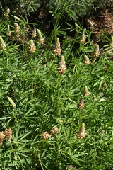 Lupinus pratensis
