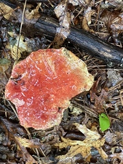 Exsudoporus