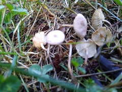 Collybiopsis subcyathiformis