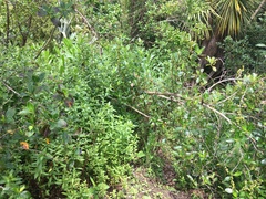 Haloragis erecta erecta