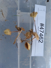 Collybiopsis subcyathiformis