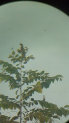Saltator grandis