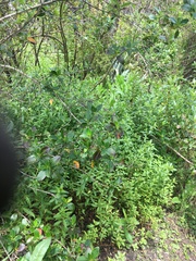 Haloragis erecta erecta