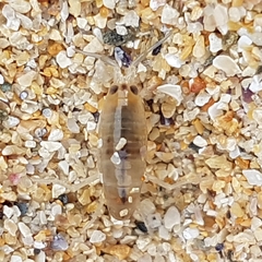 Talitrus saltator