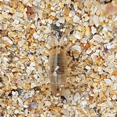 Talitrus saltator
