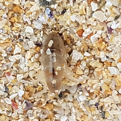 Talitrus saltator