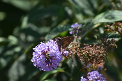 Poanes viator