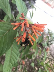 Bombus pensylvanicus image