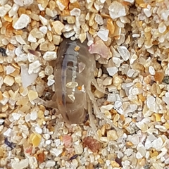 Talitrus saltator