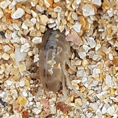 Talitrus saltator