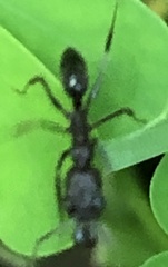 Odontomachus brunneus