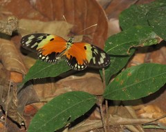 Heliconius numata silvana
