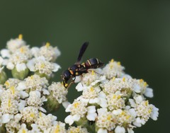 Leptochilus republicanus