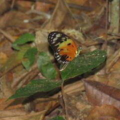 Heliconius numata silvana