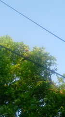 Columbina talpacoti