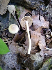 Inocybe phaeodisca