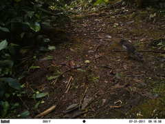 Micrastur ruficollis