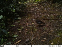 Micrastur ruficollis