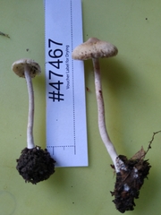 Inocybe phaeodisca