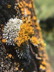 Teloschistes flavicans