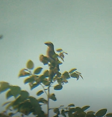 Saltator grandis