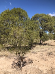 Eremophila mitchellii
