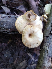 Lentinellus subaustralis