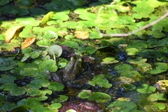 Lithobates catesbeianus