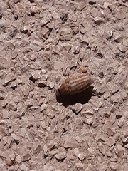 Anoxia australis